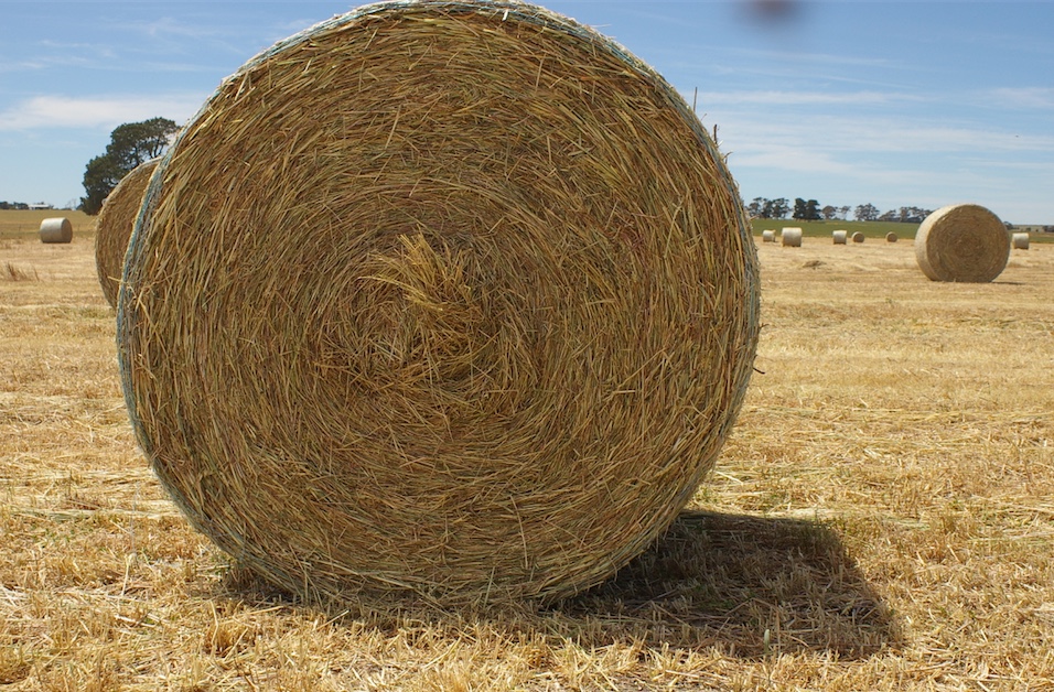 Wheaten & Rye 5x4 Hay Rolls For Sale Ex Farm Hay & Fodder